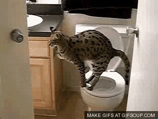 Pooping Cat GIF - Pooping Cat GIFs