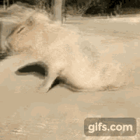 Capybara Stretch GIF - Capybara Stretch Animal GIFs