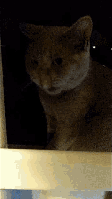 a close up of a cat 's face with a dark background