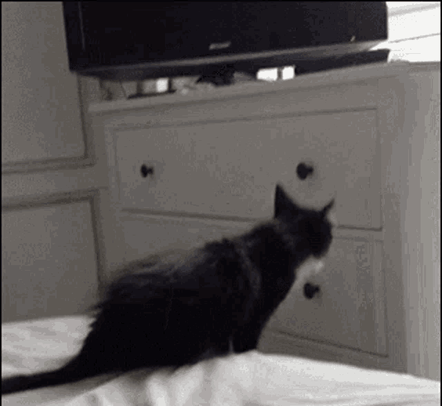 Cat Fail GIF - Cat Fail Jump GIFs