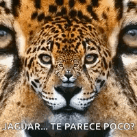 a close up of a jaguar 's face with the words `` jaguar ... te parece poco '' written on it .