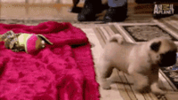a pug puppy is walking on a rug next to a blanket .
