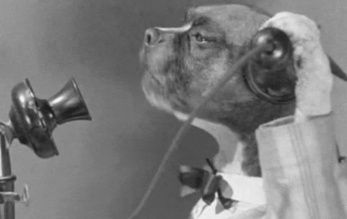 Phone Telephone GIF - Phone Telephone Dog GIFs