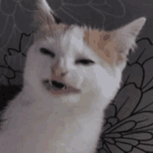 a white and orange cat is making a funny face while sitting on a couch .