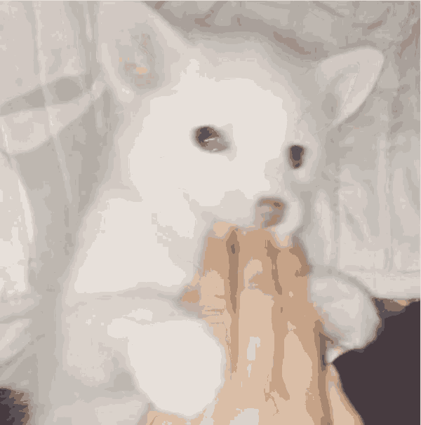 a person is petting a white dog with their fingers