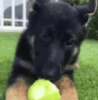 a german shepherd puppy is playing with a tennis ball in the grass .