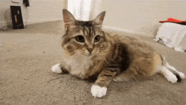 a cat is laying on its back on a carpet in a living room .
