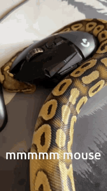 Snake Royal Python GIF - Snake Royal Python Ball Python GIFs