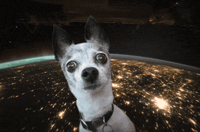 a small dog looking up at the earth with a tag around its neck
