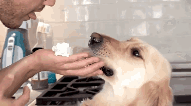 a man is feeding a dog a piece of food