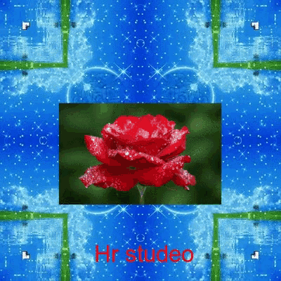 a picture of a red rose on a blue background with the words hr studio on the bottom