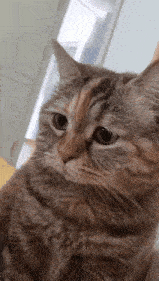 Cat Depressed GIF - Cat Depressed Depression GIFs