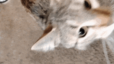 a close up of a cat 's face looking up at the camera
