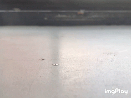 Lil Ant Animal GIF - Lil Ant Animal Funny GIFs