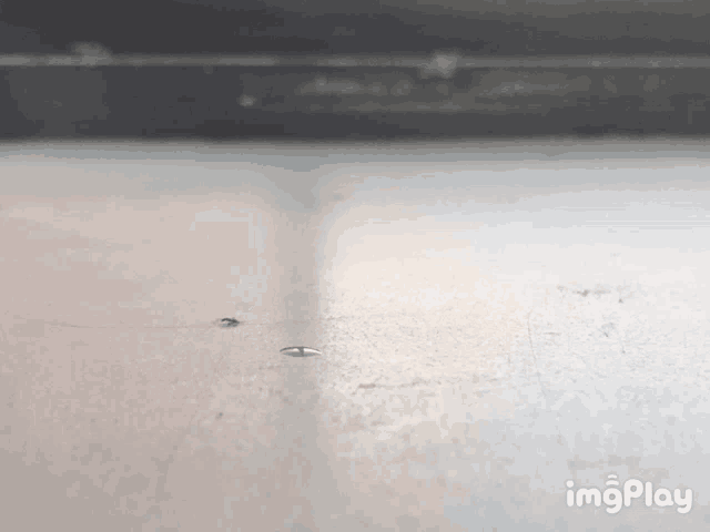 a bug is crawling on a gray surface with a screw in it .