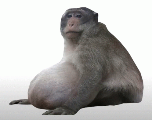 Monkey Gog GIF - Monkey Gog Funny GIFs