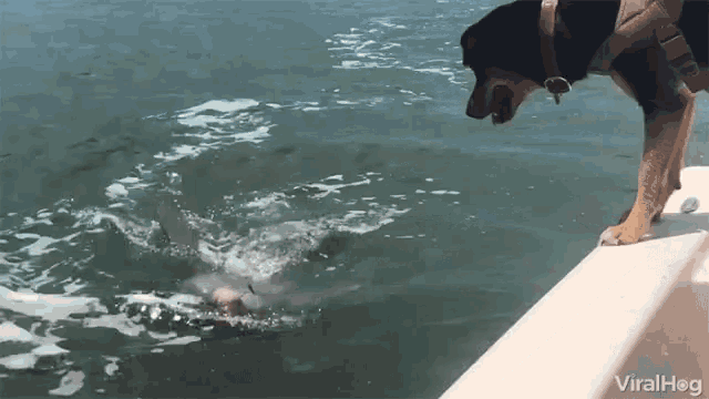 a dog standing on a boat looking at a dolphin in the water