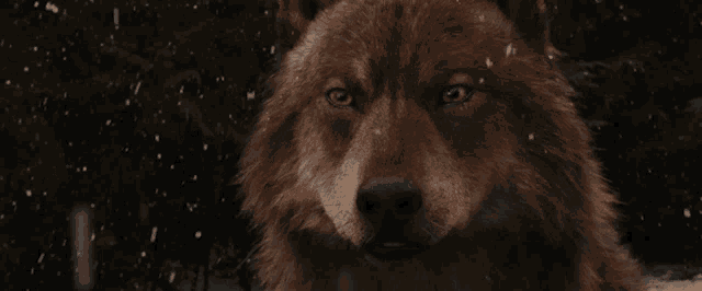 a close up of a brown wolf looking at the camera in the snow