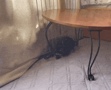a rabbit is laying under a table in a room