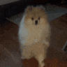 a pomeranian dog is sitting on a couch in a dark room .