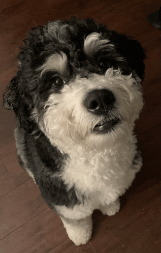 a black and white dog sitting on a wooden floor looking up