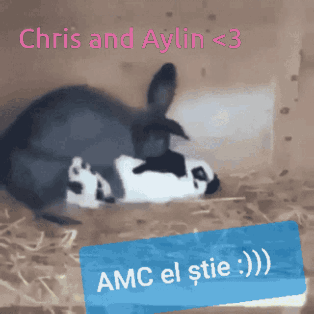Love Chris And Aylin GIF - Love Chris And Aylin Rabbit GIFs