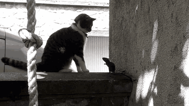 a black and white cat is sitting on a ledge looking at a mouse