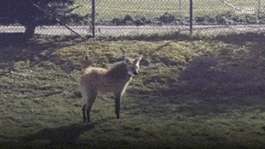 a fox is standing in the grass in front of a chain link fence with the words crazy creatures on the bottom right