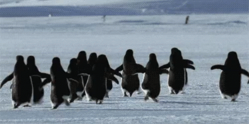Penguin Run GIF - Penguin Run Running GIFs