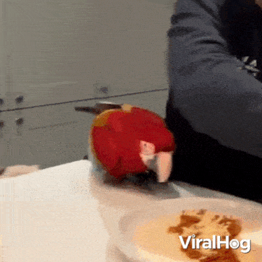 Don'T Eat It Macaw GIF - Don'T Eat It Macaw Viralhog GIFs