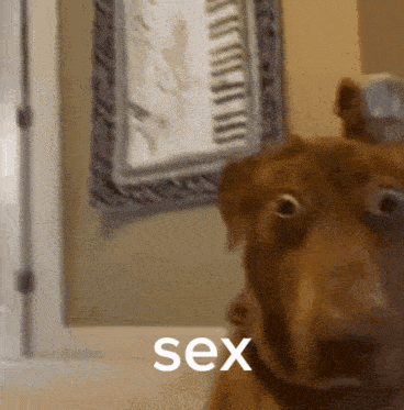 a close up of a dog 's face with the word sex written below it