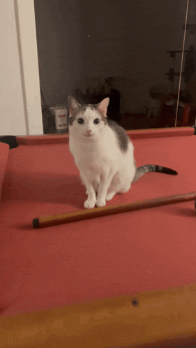 a cat sitting on a pool table with a pool cue