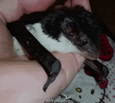 a person is holding a black and white bat in their hand with a hello kitty blanket behind them