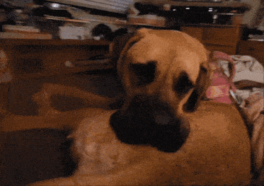 Hitting Myself With Tail Happy Tail GIF - Hitting Myself With Tail Happy Tail Excited Mastiff GIFs