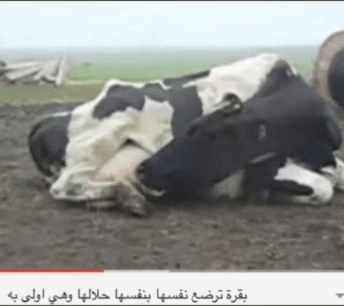 a black and white cow laying on the ground with arabic writing on the bottom