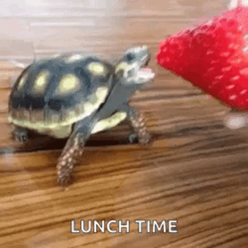 Turtle Turtle Day GIF - Turtle Turtle Day Strawberry GIFs
