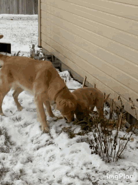 Cute Dogs Who Let The Dogs Outut GIF - Cute Dogs Who Let The Dogs Outut Golden Retriever GIFs