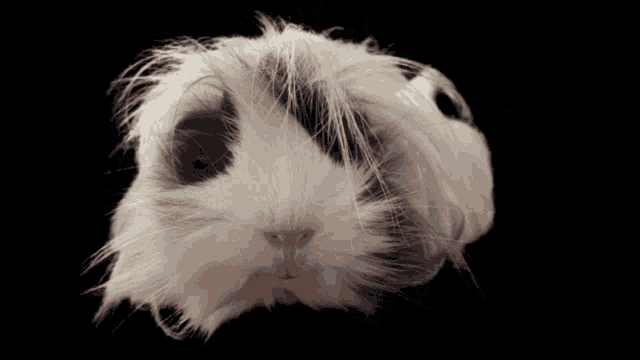 a close up of a guinea pig 's face with black and white fur