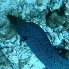 a blue fish with a leopard print is swimming in the water