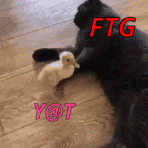 Cats Ducks GIF - Cats Ducks Yat GIFs