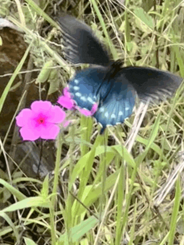 a blue butterfly is perched on a pink flower