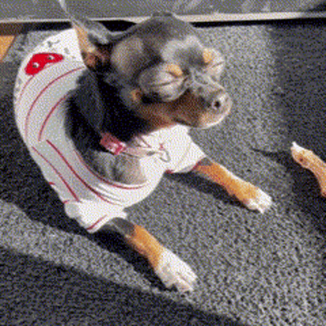 a small dog wearing a baseball jersey with the letter t on the front