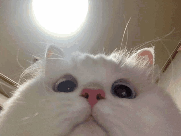 a close up of a white cat 's face looking up at the camera .