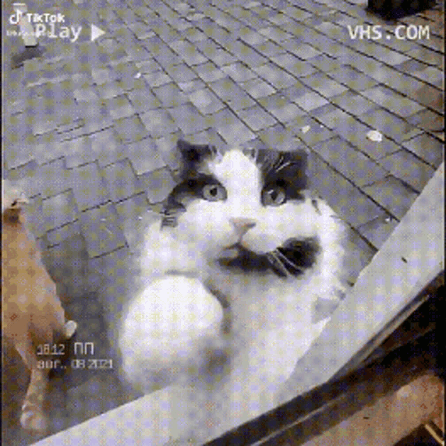 a black and white cat is looking out a window while another cat is behind it