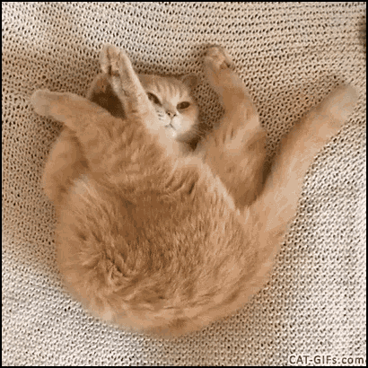 Tired Lazy GIF - Tired Lazy Cats GIFs