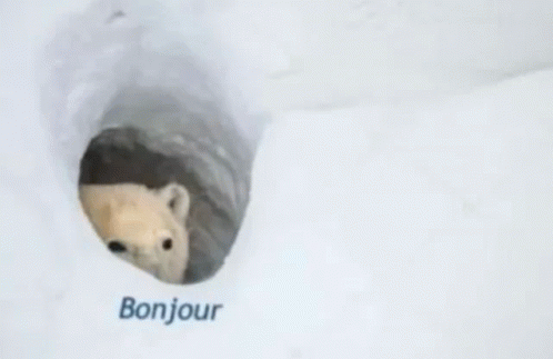Bonjour Bonjour Bear GIF - Bonjour Bonjour Bear Polar Bear GIFs