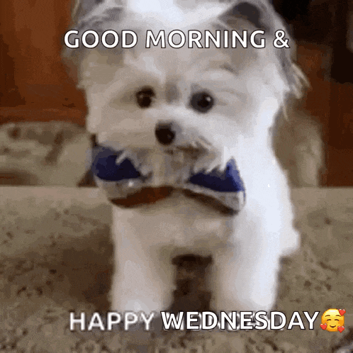 a small white dog wearing a bow tie is standing on the floor .