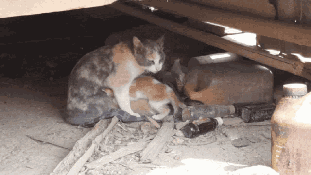 a cat is nursing a kitten under a wooden structure