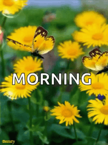 Good Morning Sparkle GIF - Good Morning Sparkle Butterflies GIFs