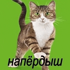 a cat is walking on a green background with a foreign language written on it .